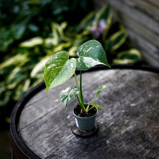 Monstera 'Thai Constellation' NR 9