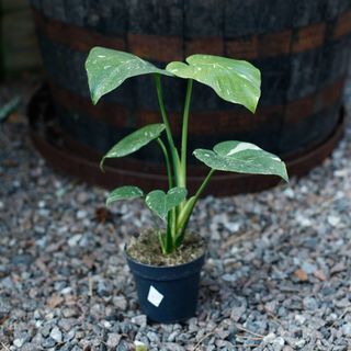 Monstera 'Thai Constellation' 12 cm NR 12