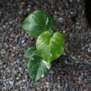 Monstera 'Thai Constellation' 12 cm NR 12