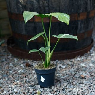 Monstera 'Thai Constellation' 12 cm NR 12