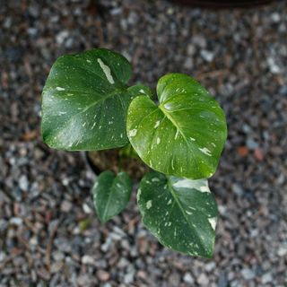 Monstera 'Thai Constellation' 12 cm NR 12