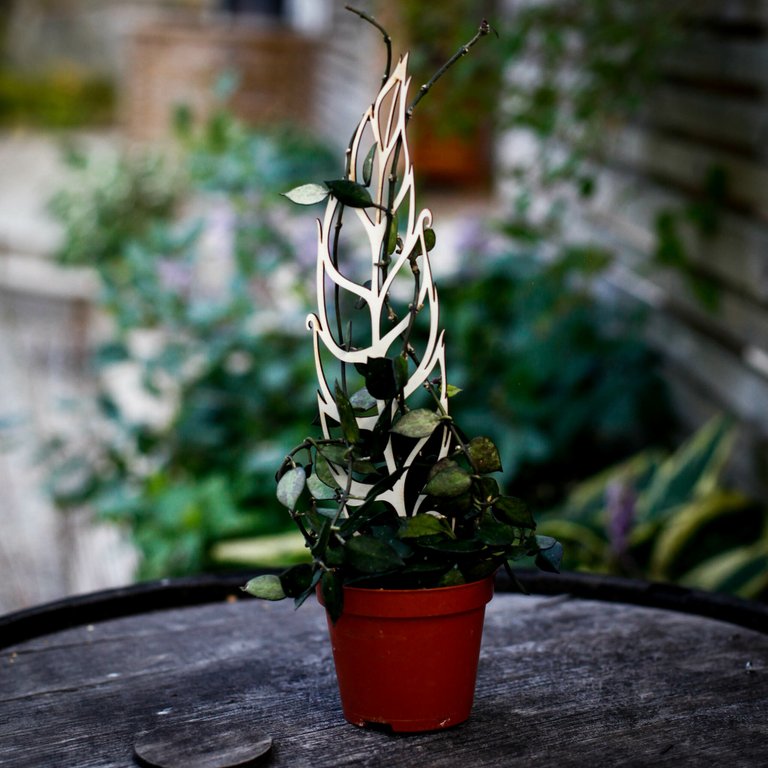 Växtstöd Monstera obliqua i trä
