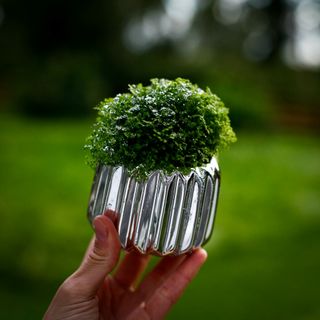 *KAMPANJ* Glitterbomb Selaginella apoda i kruka