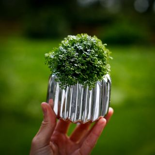 *KAMPANJ* Glitterbomb Selaginella apoda i kruka