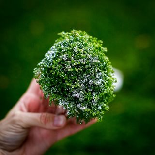 *KAMPANJ* Glitterbomb Selaginella apoda i kruka