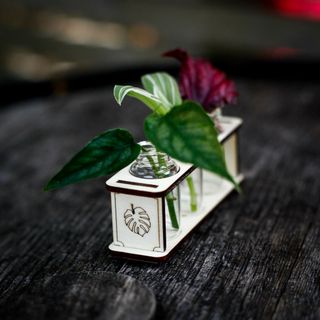 Stickling/eteriska oljor station monstera