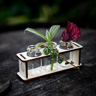 Stickling/eteriska oljor station monstera