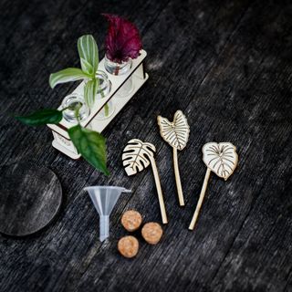 Stickling/eteriska oljor station monstera