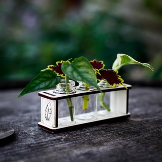 Stickling/eteriska oljor station fjädrar