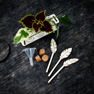 Stickling/eteriska oljor station fjädrar