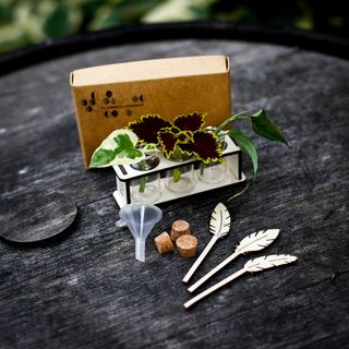 Stickling/eteriska oljor station fjädrar