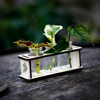 Stickling/eteriska oljor station fjärilar