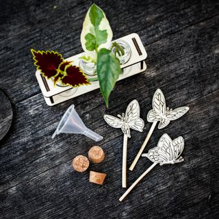 Stickling/eteriska oljor station fjärilar