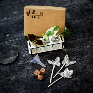 Stickling/eteriska oljor station fjärilar