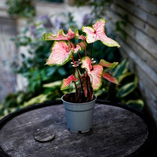 Växtstöd för stjälkar 2-pack