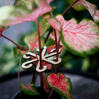 Växtstöd för stjälkar 2-pack