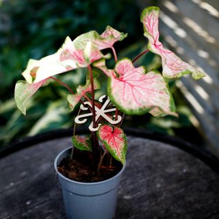 Växtstöd för stjälkar 2-pack