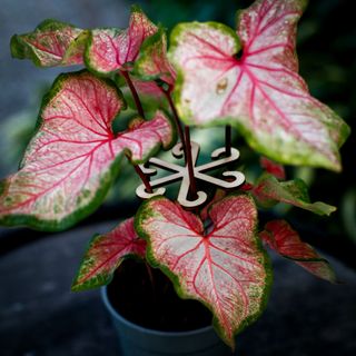 Växtstöd för stjälkar 2-pack