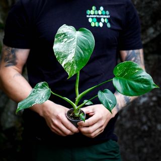 Monstera 'Variegata' nr. 1