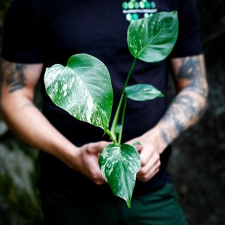 Monstera 'Variegata' nr. 1