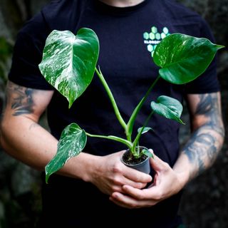 Monstera 'Variegata' nr. 1