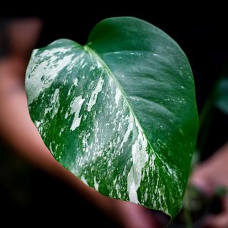 Monstera 'Variegata' nr. 1