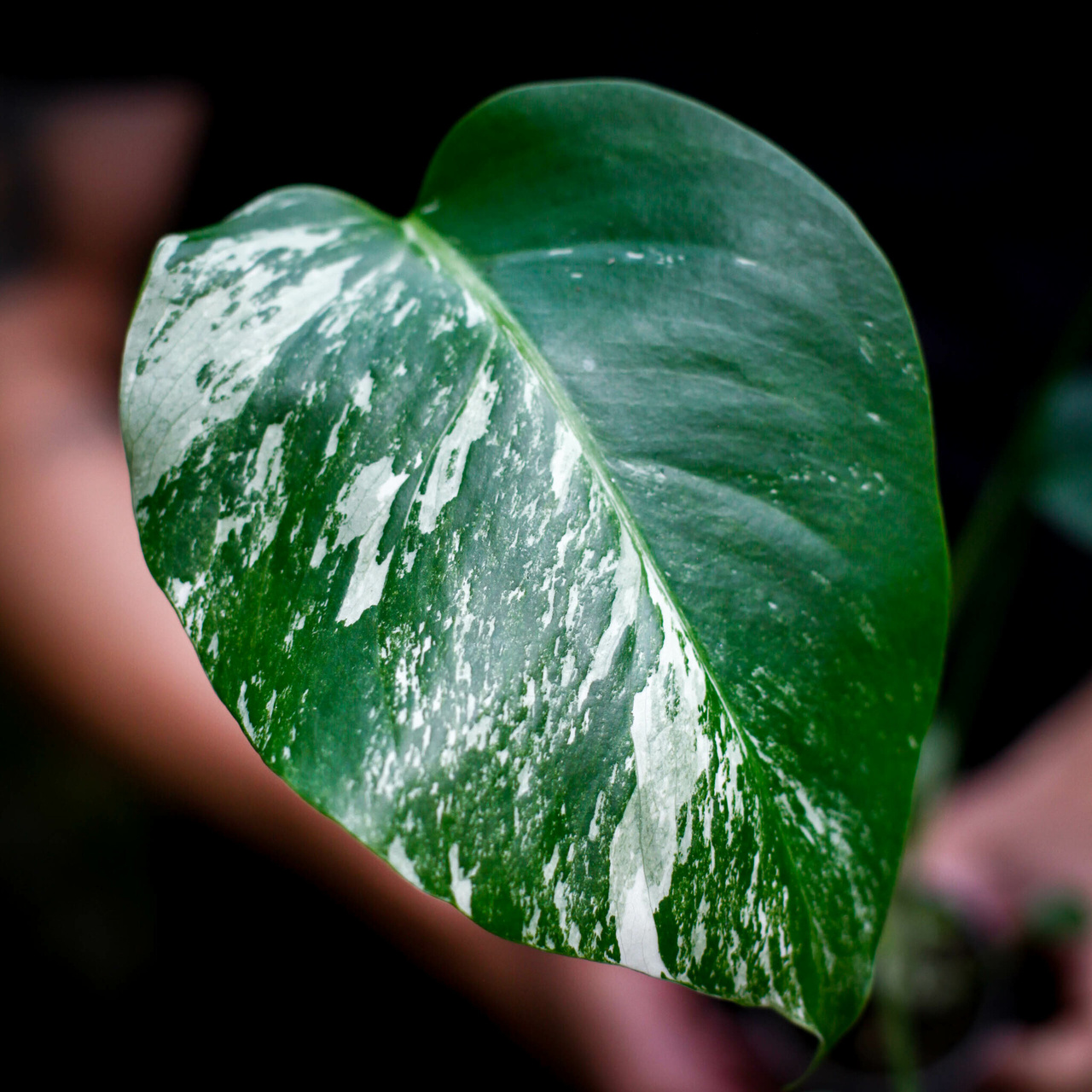 Monstera som grön växt i vardagsrum