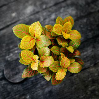 Fittonia 'Skeleton' 8,5 cm
