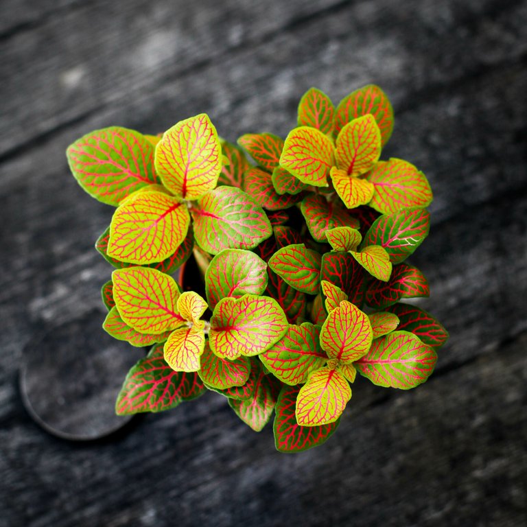 Fittonia 'Skeleton' 8,5 cm