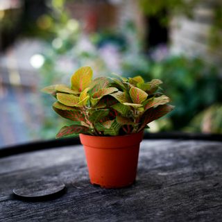 Fittonia 'Skeleton' 8,5 cm