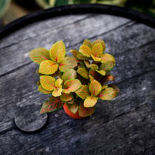 Fittonia 'Skeleton' 8,5 cm
