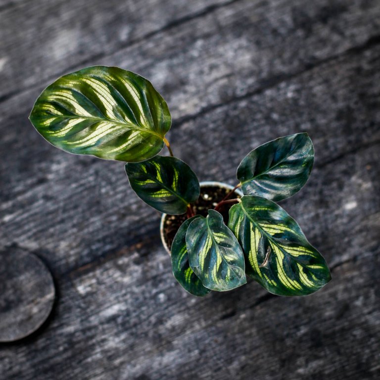 Calathea makoyana 6 cm