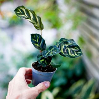 Calathea makoyana