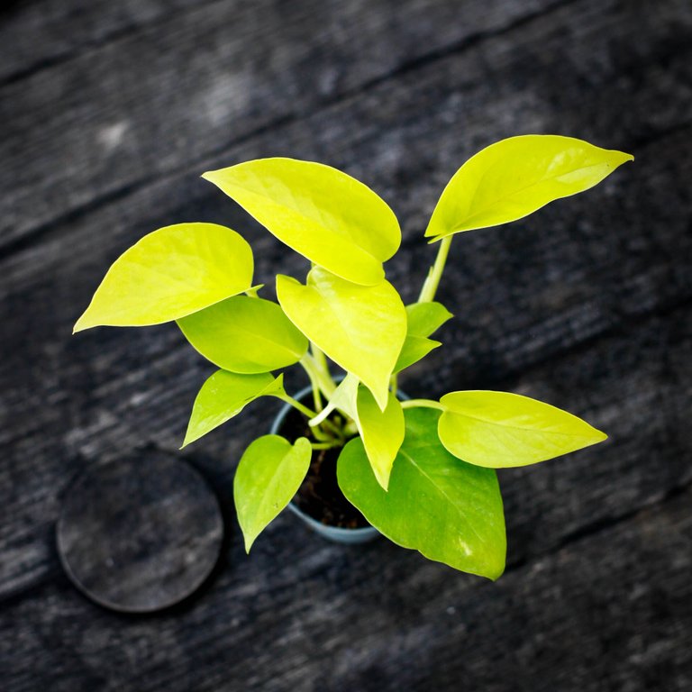 Epipremnum 'Neon' 6 cm