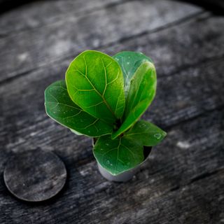 Ficus lyrata - Fiolfikus