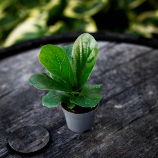 Ficus lyrata - Fiolfikus