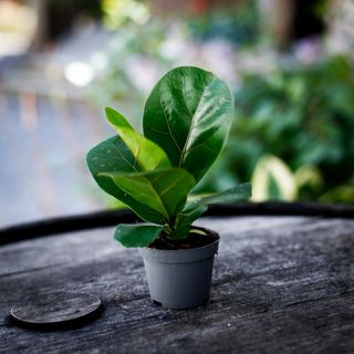 Ficus lyrata - Fiolfikus