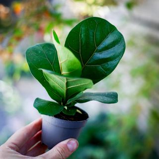 Ficus lyrata - Fiolfikus