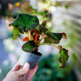 Begonia rex 'Soli-Mutata'