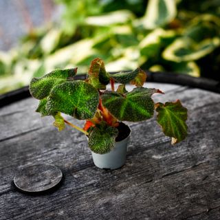 Begonia rex 'Soli-Mutata'