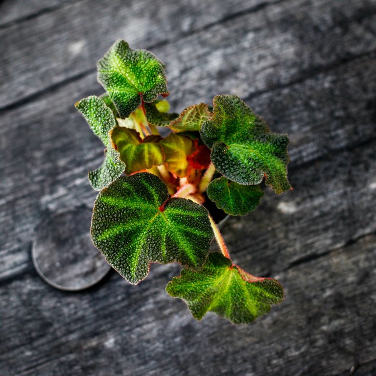 Begonia rex 'Soli-Mutata' 6 cm RÄDDA MIG