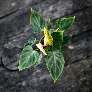 Philodendron verrucosum