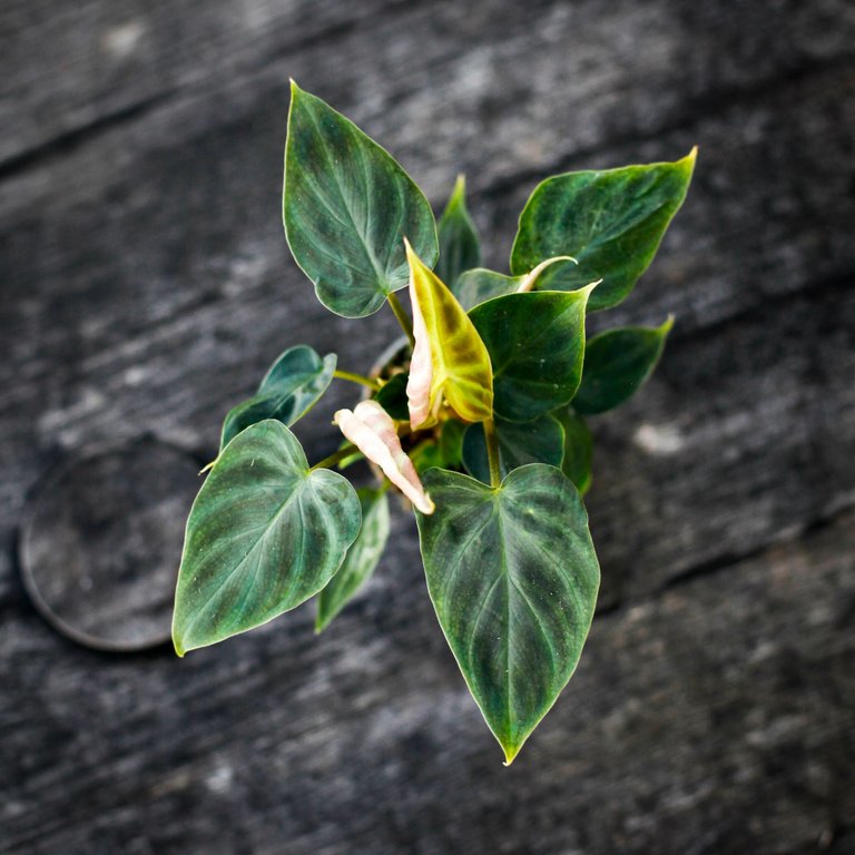 Philodendron verrucosum 6 cm
