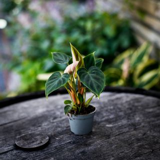 Philodendron verrucosum