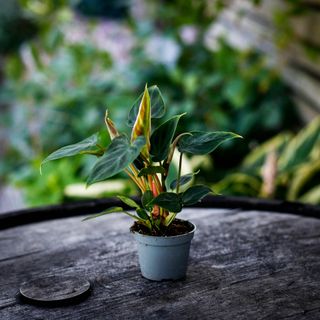 Philodendron verrucosum