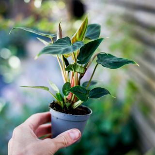 Philodendron verrucosum