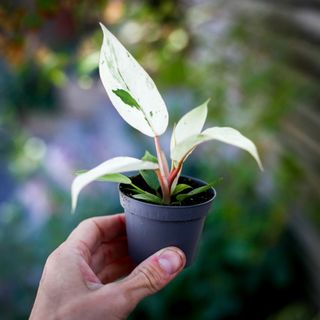 Philodendron 'Snowdrift' 6 cm