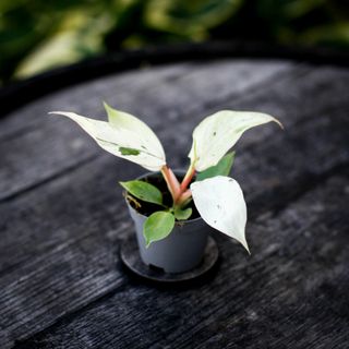 Philodendron 'Snowdrift' 6 cm