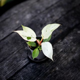 Philodendron 'Snowdrift' 6 cm