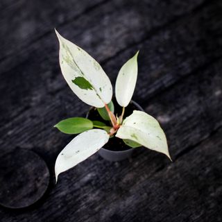 Philodendron 'Snowdrift' 6 cm